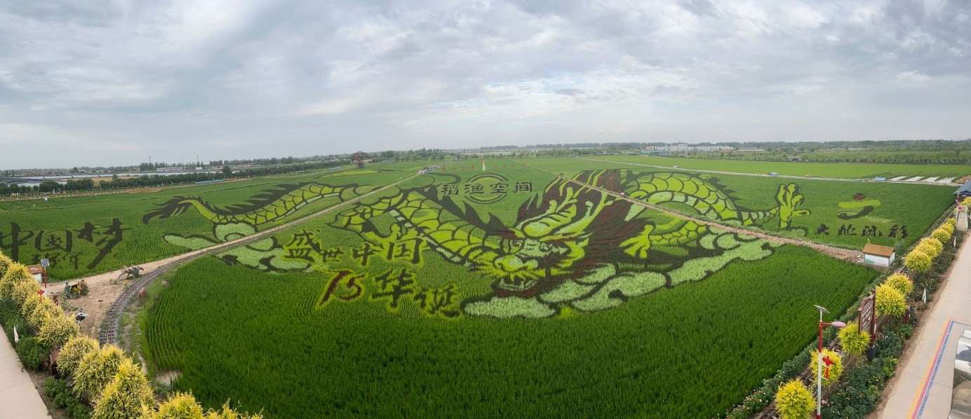 宁夏贺兰县“稻渔空间”稻田画